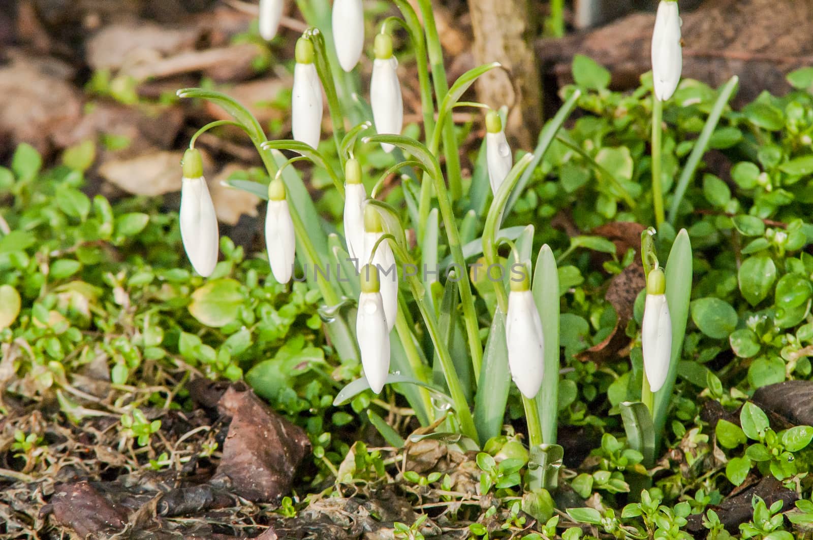 spring flower primrose, snowdrop bud blooming in the sun