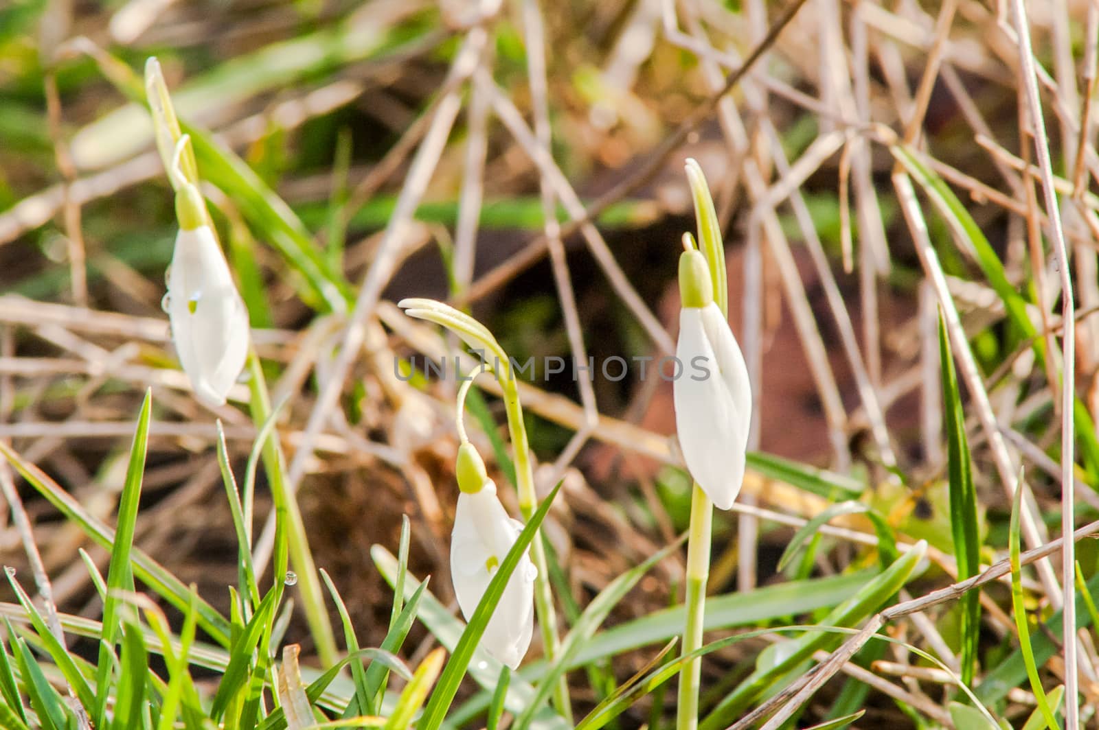 primrose flower snowdrop by antonius_