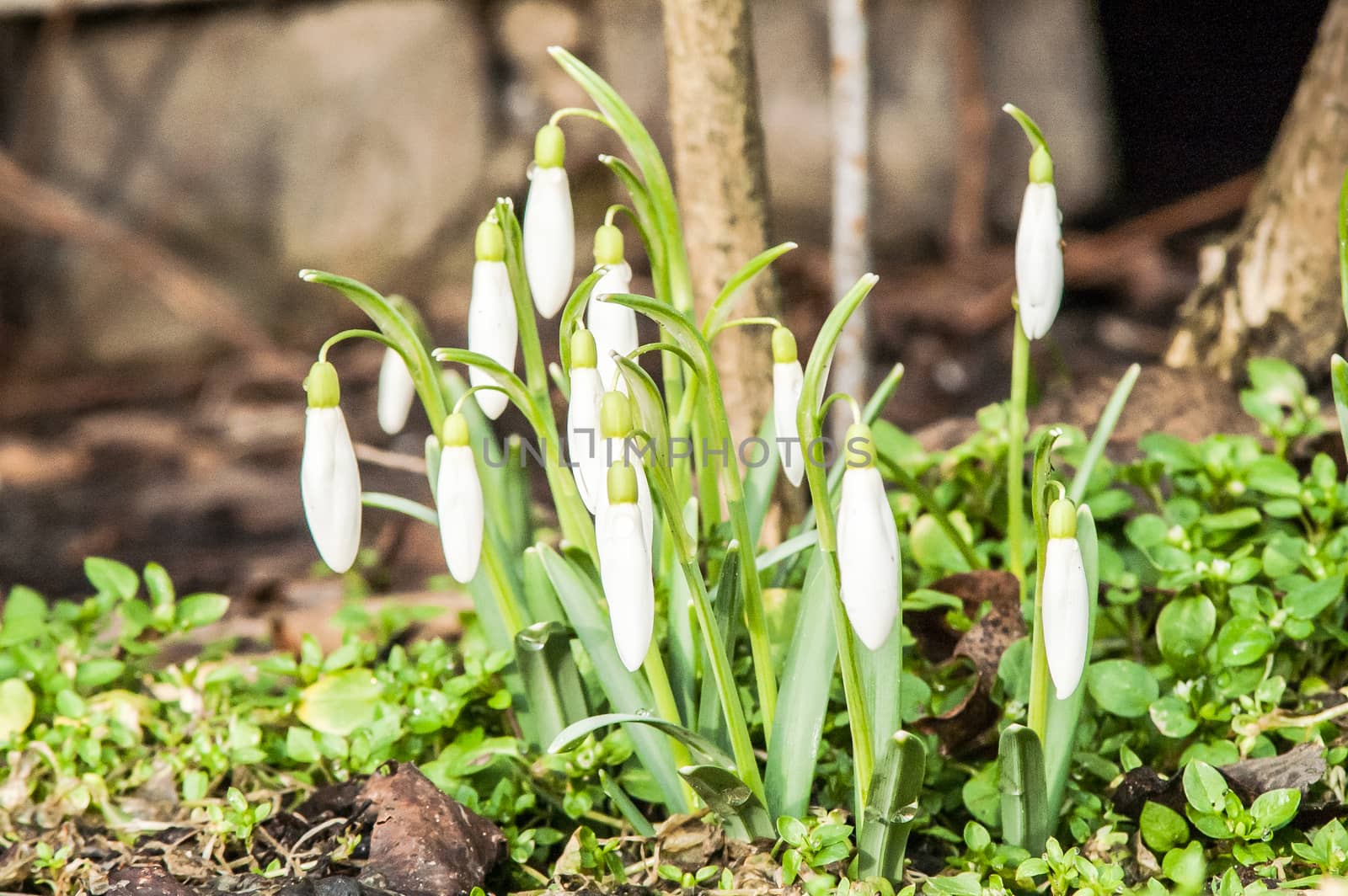 spring flower primrose, snowdrop bud blooming in the sun