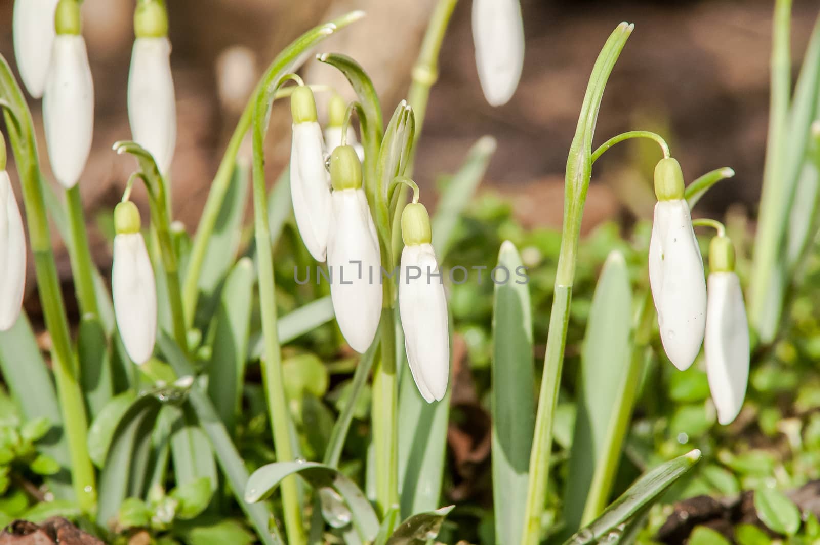 spring flower primrose, snowdrop bud blooming in the sun