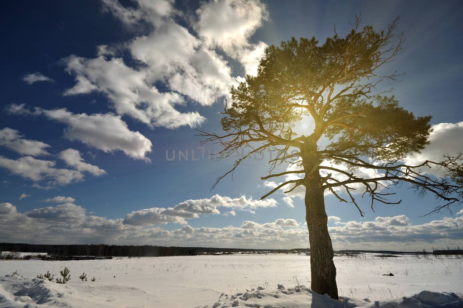 winter tree on the snow field under sun sky