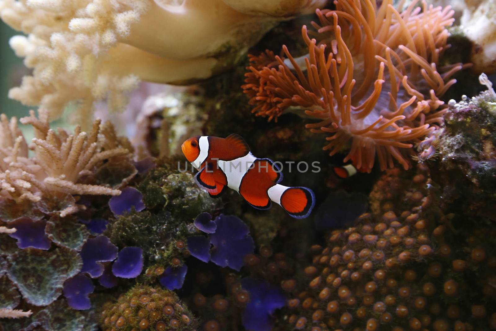 clownfish swimming in an aquarium