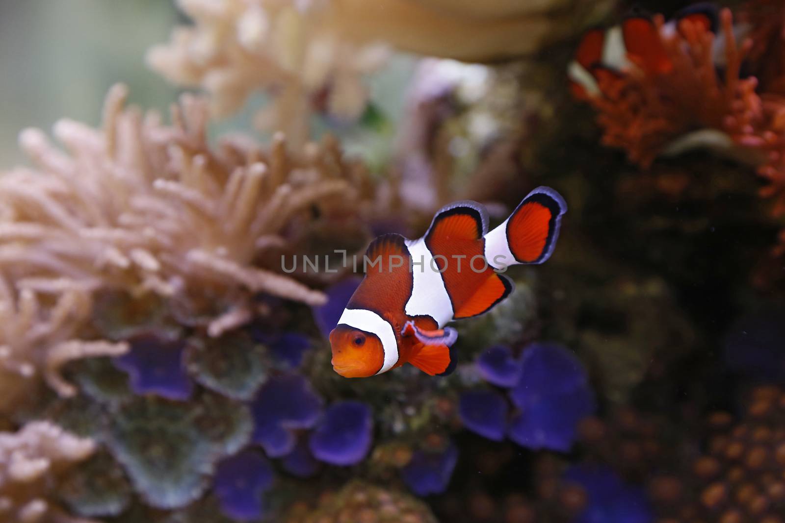 clownfish swimming in an aquarium