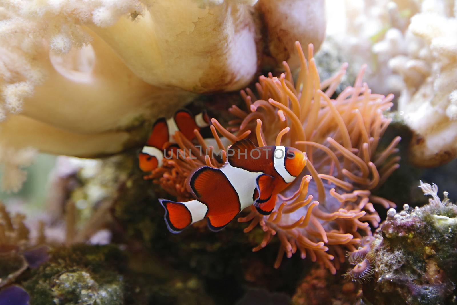 clownfish swimming in an aquarium