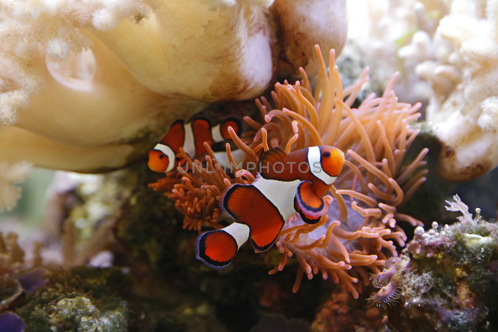 clownfish swimming in an aquarium