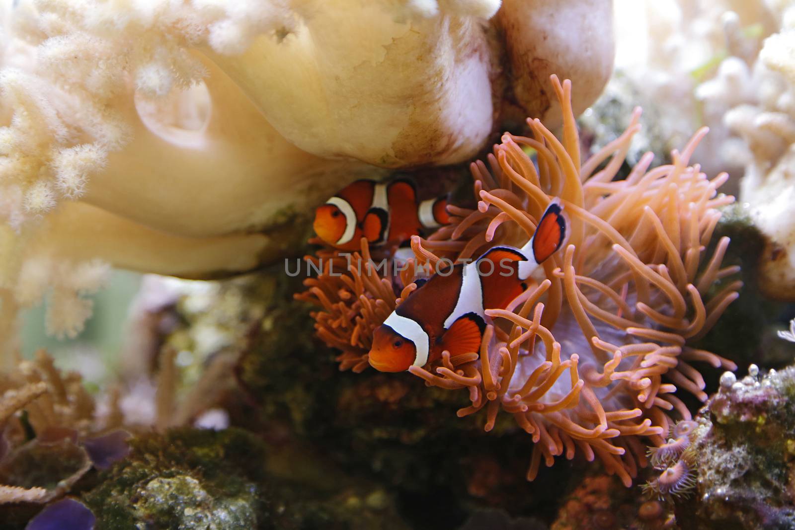 clownfish swimming in an aquarium