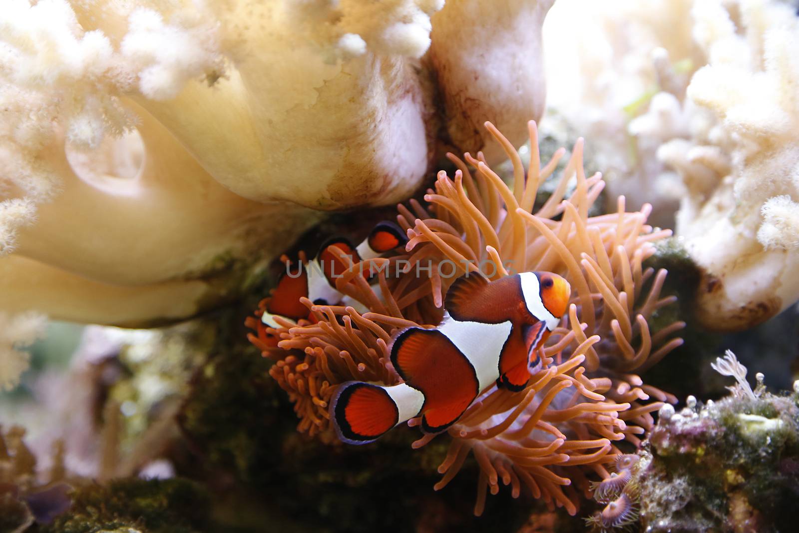 clownfish swimming in an aquarium