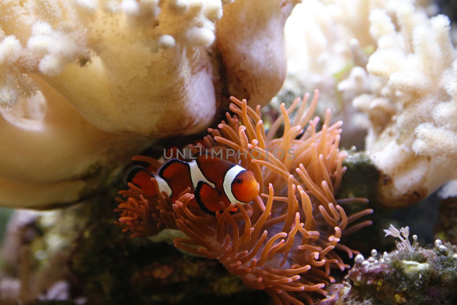 clownfish swimming in an aquarium