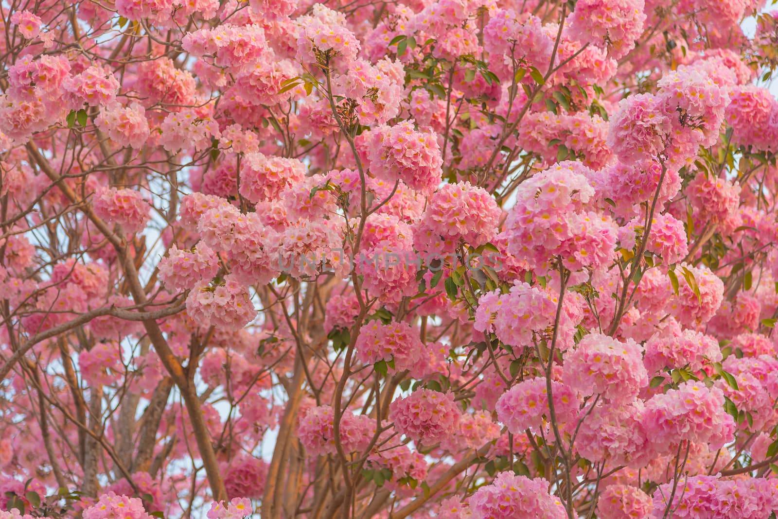 Beautiful Tabebuia rosea tree or pink poui, and rosy trumpet tree  pink flower blooming in garden