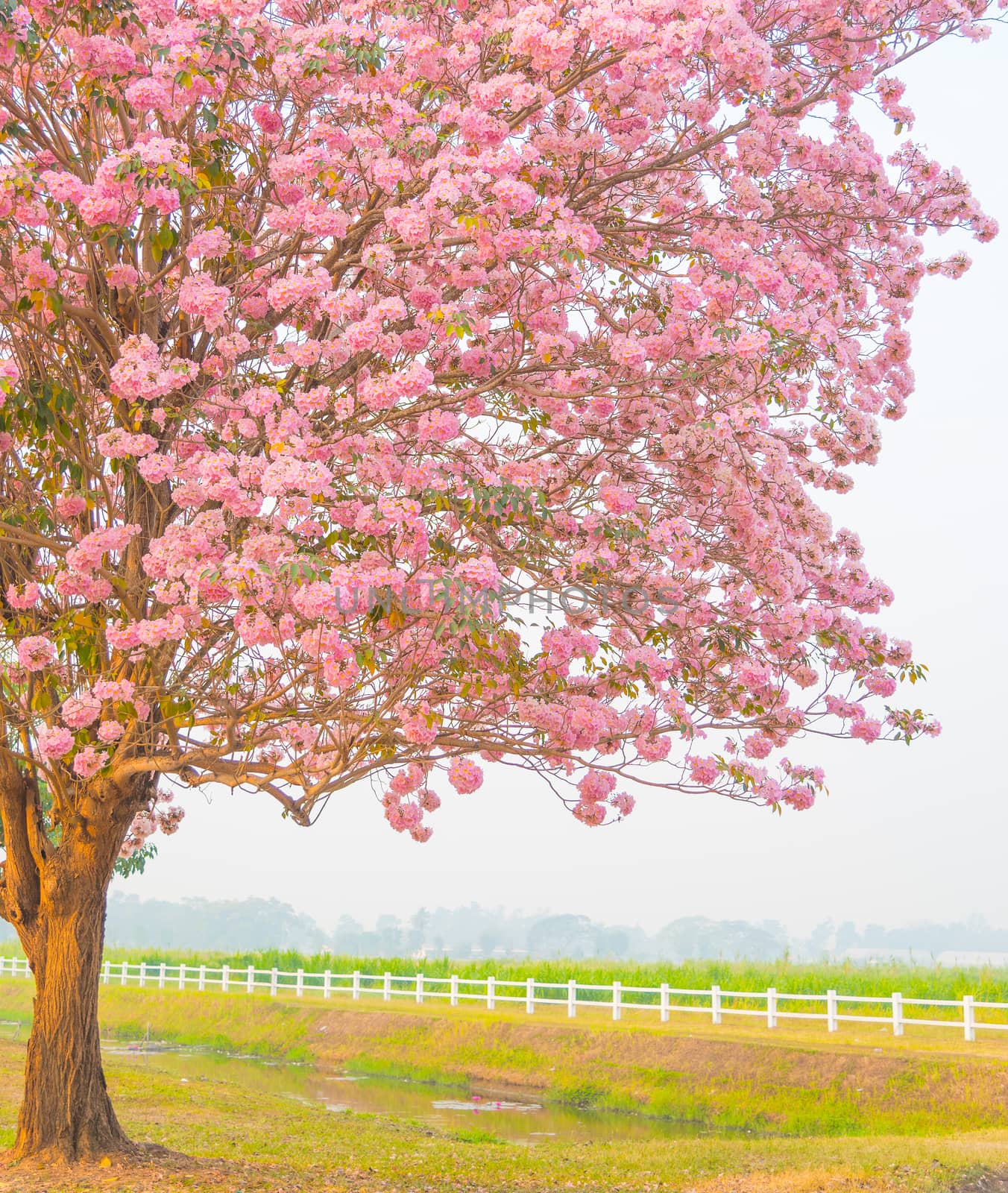 Beautiful Tabebuia rosea tree pink flower blooming in garden by anatskwong