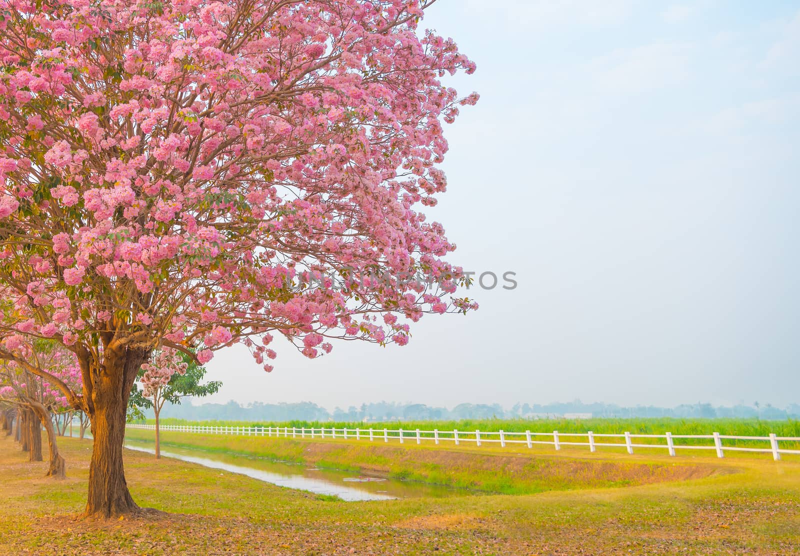 Beautiful Tabebuia rosea tree or pink poui, and rosy trumpet tree  pink flower blooming in garden