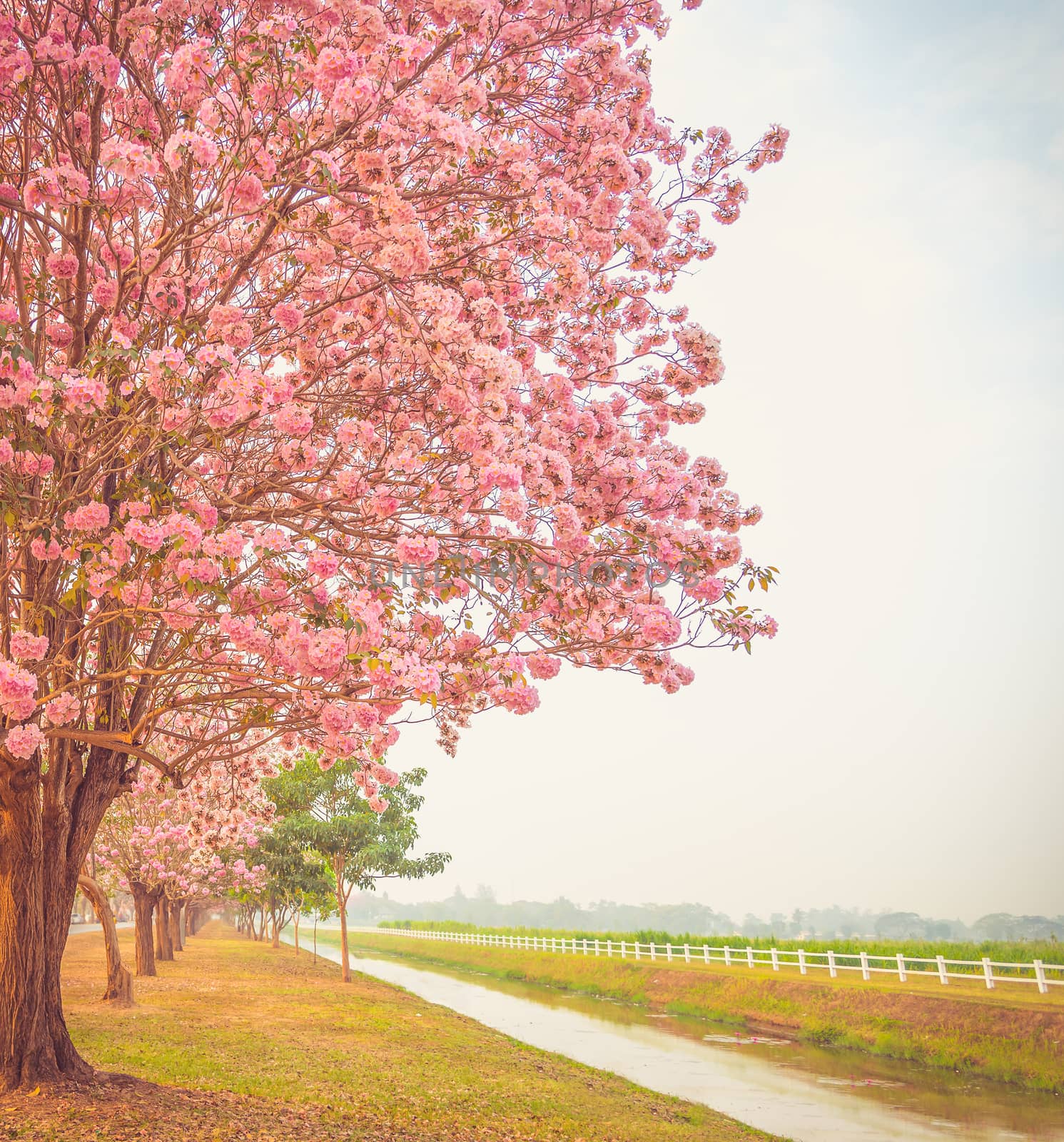 Beautiful Tabebuia rosea tree pink flower blooming in garden add filter vintage color by anatskwong