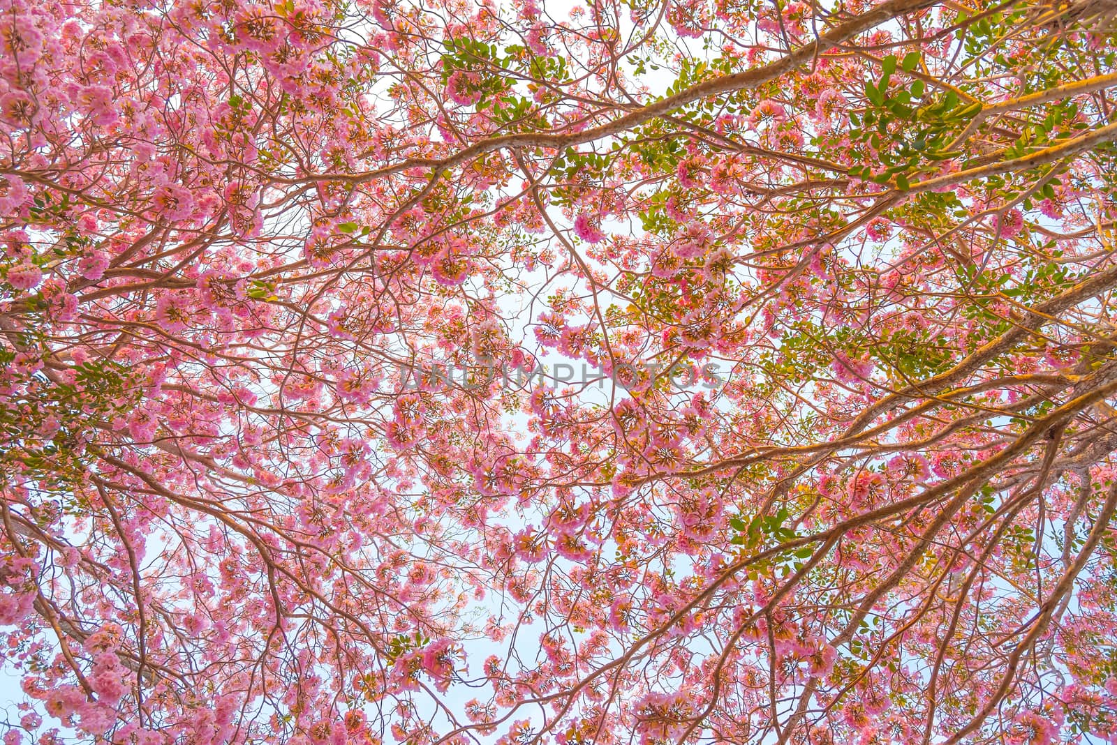 Beautiful Tabebuia rosea tree or pink poui, and rosy trumpet tree  pink flower blooming in garden