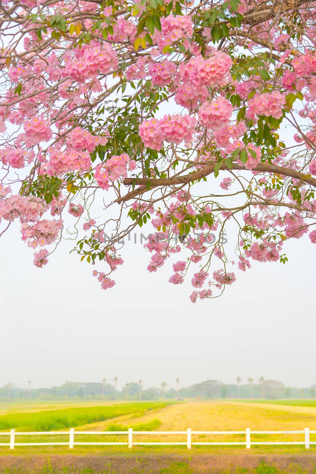 Beautiful Tabebuia rosea tree pink flower blooming in garden by anatskwong