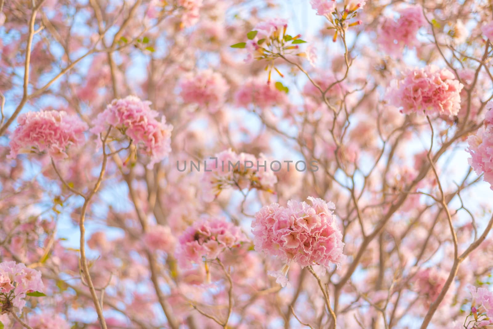 Beautiful Tabebuia rosea tree pink flower blooming in garden by anatskwong
