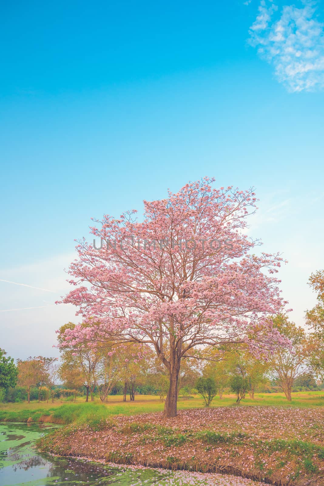 Beautiful Tabebuia rosea tree pink flower blooming in garden on blue sky by anatskwong