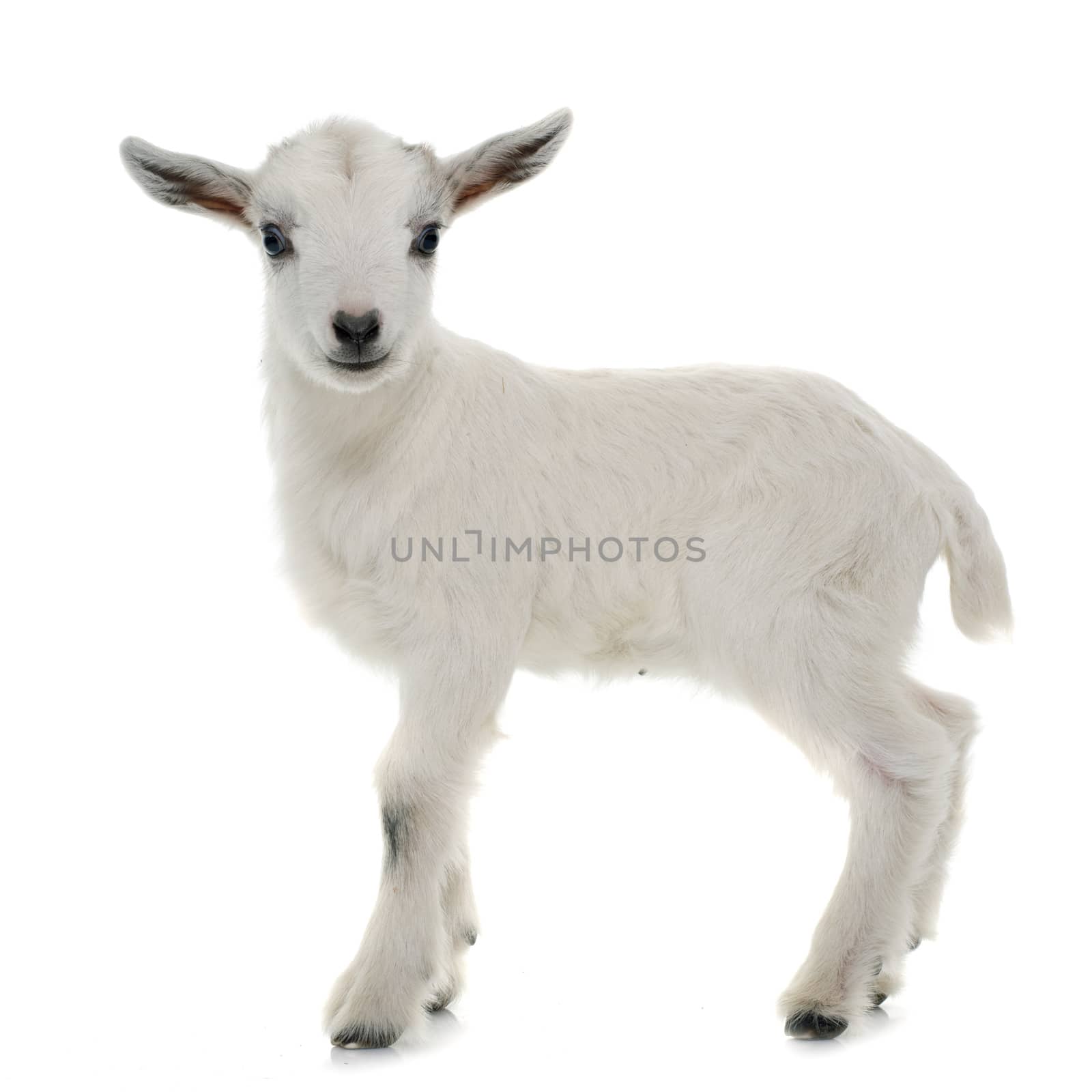 white young goat by cynoclub