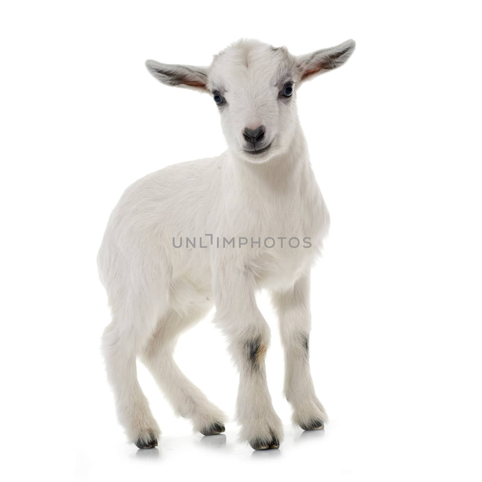 white young goat by cynoclub