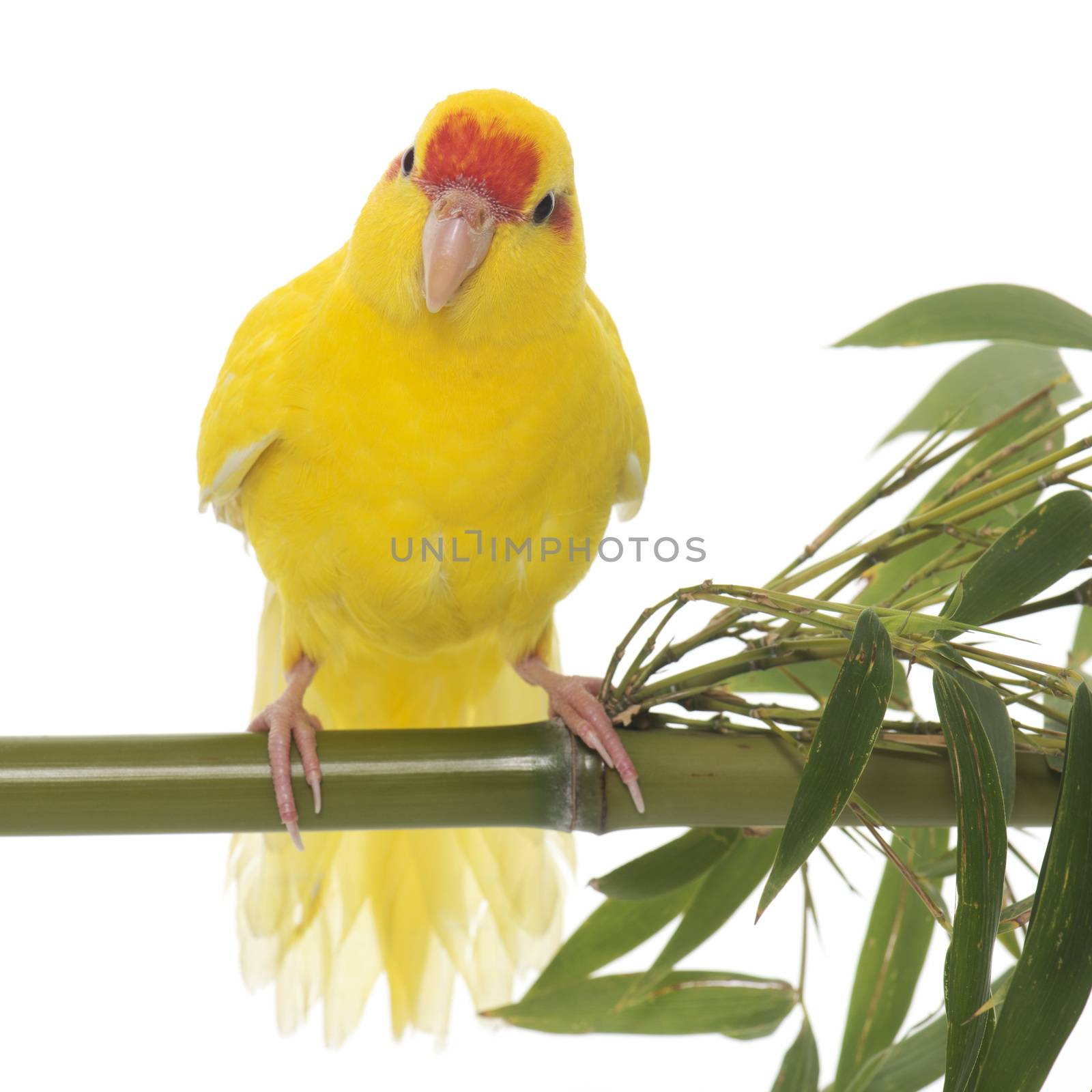  Red-fronted Kakariki parakeet in front of white background