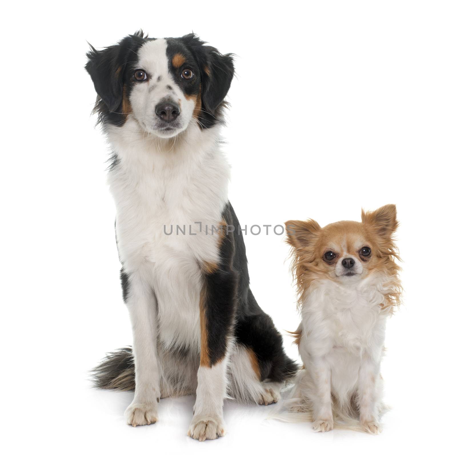 miniature australian shepherd and chihuahua by cynoclub