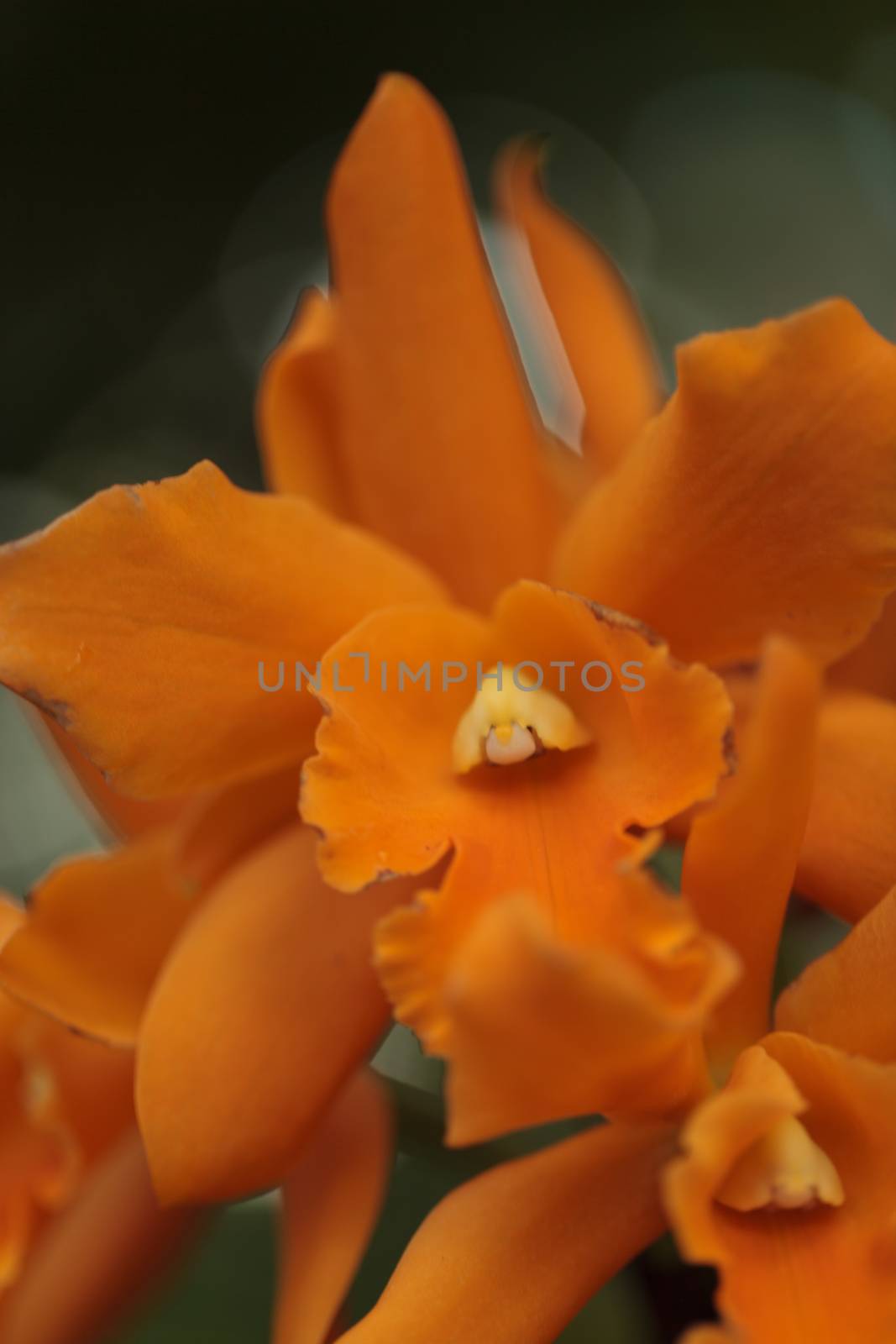 Cattleya orchid flower blooms by steffstarr