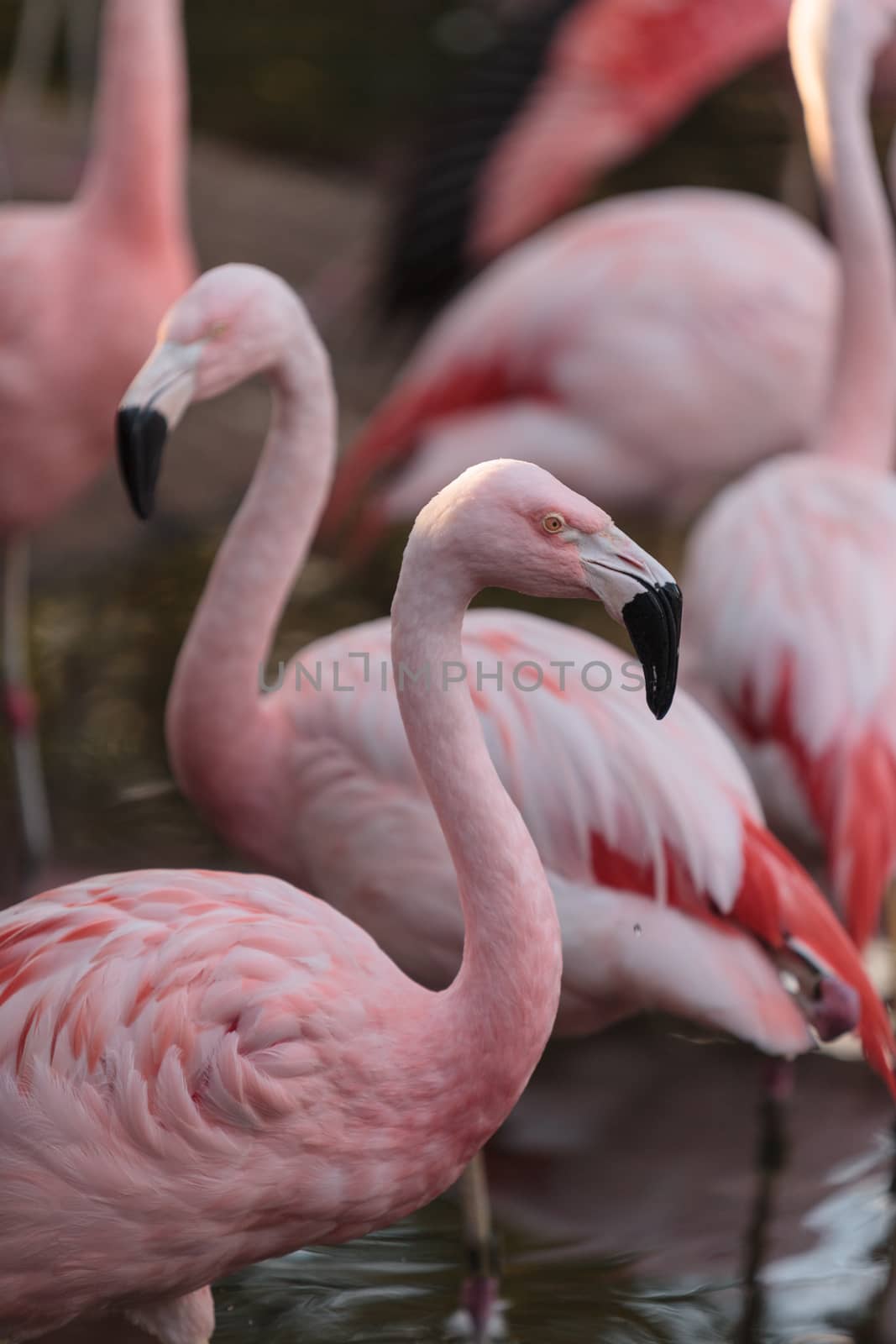 Chilean flamingo by steffstarr