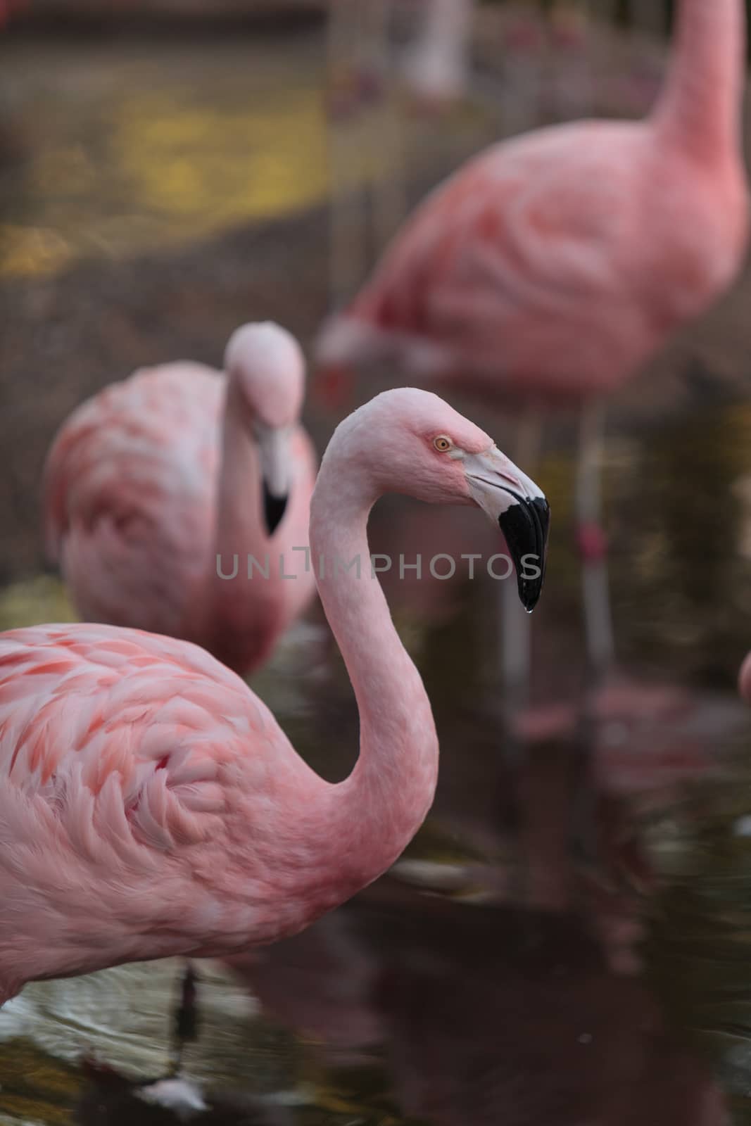 Chilean flamingo by steffstarr