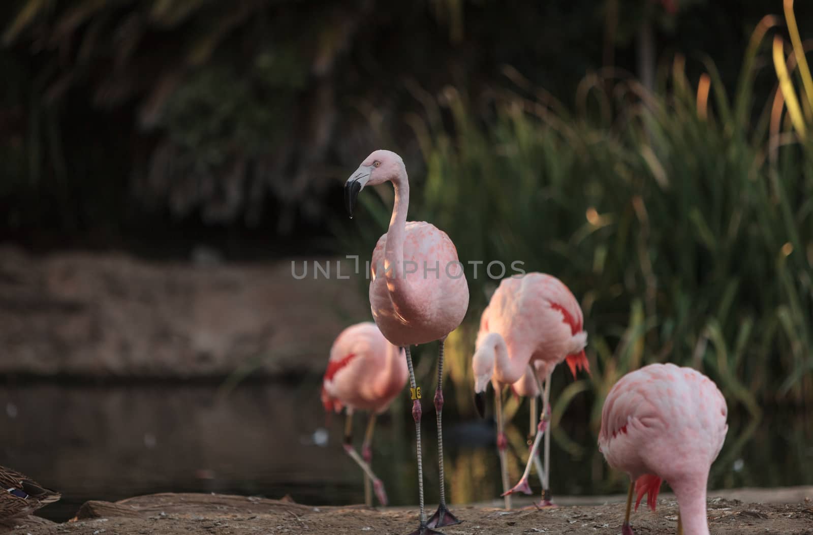 The Chilean flamingo, Phoenicopterus chilensis, is bright pink freshwater bird.