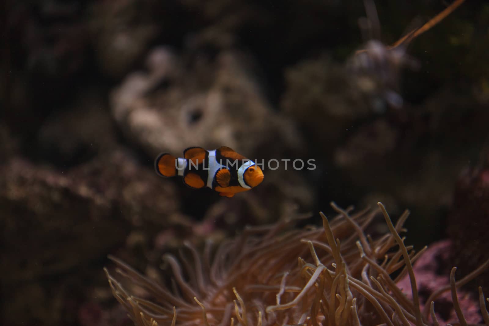 Clownfish, Amphiprioninae, in a marine fish and reef aquarium, staying close to its host anemone