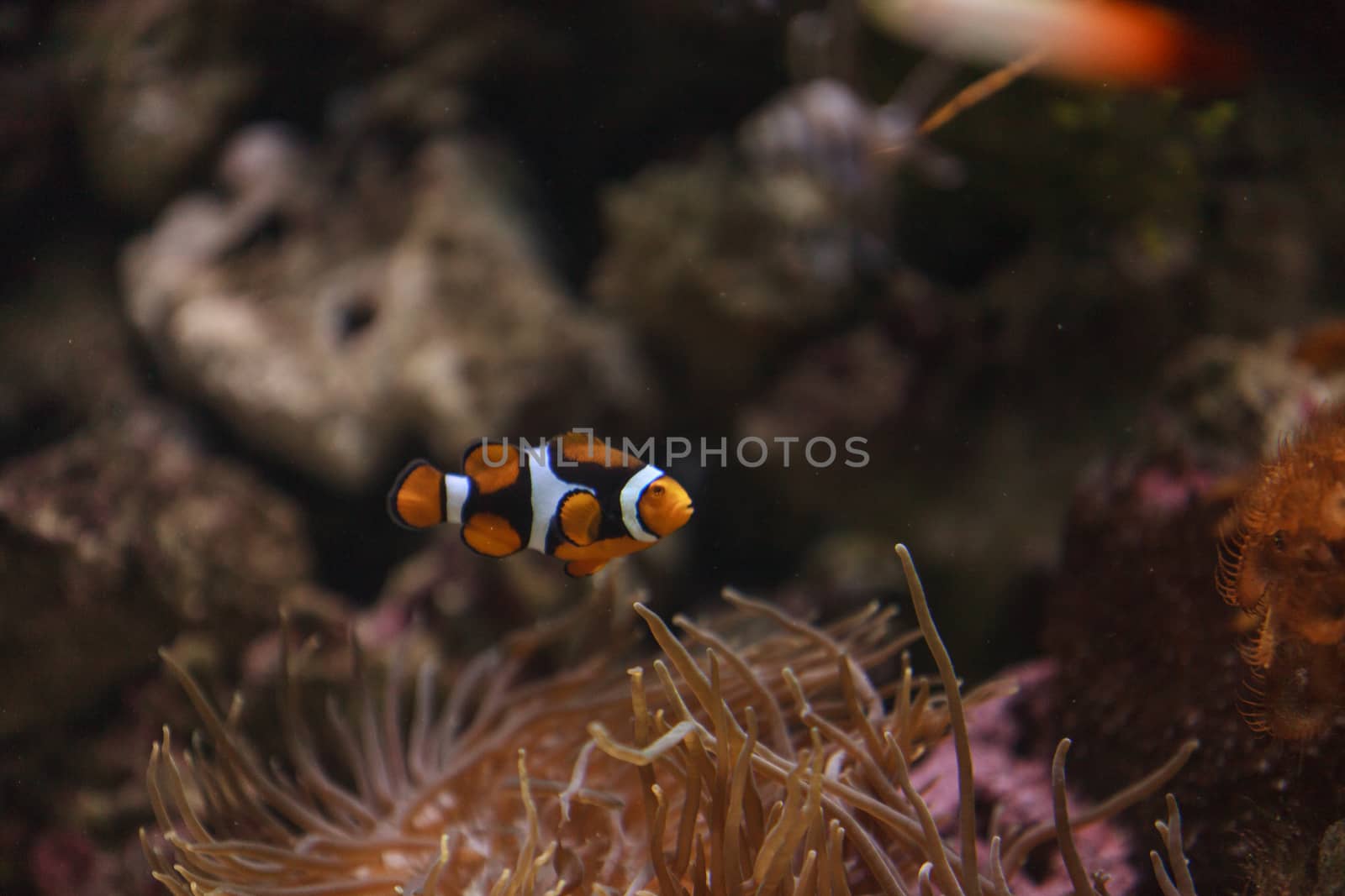Clownfish, Amphiprioninae by steffstarr