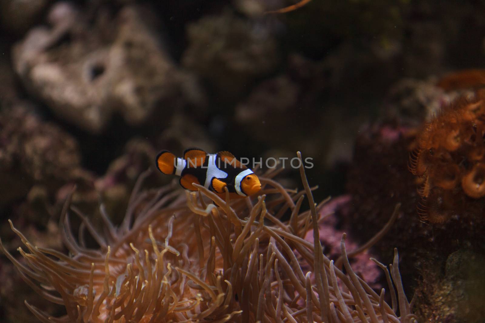 Clownfish by steffstarr