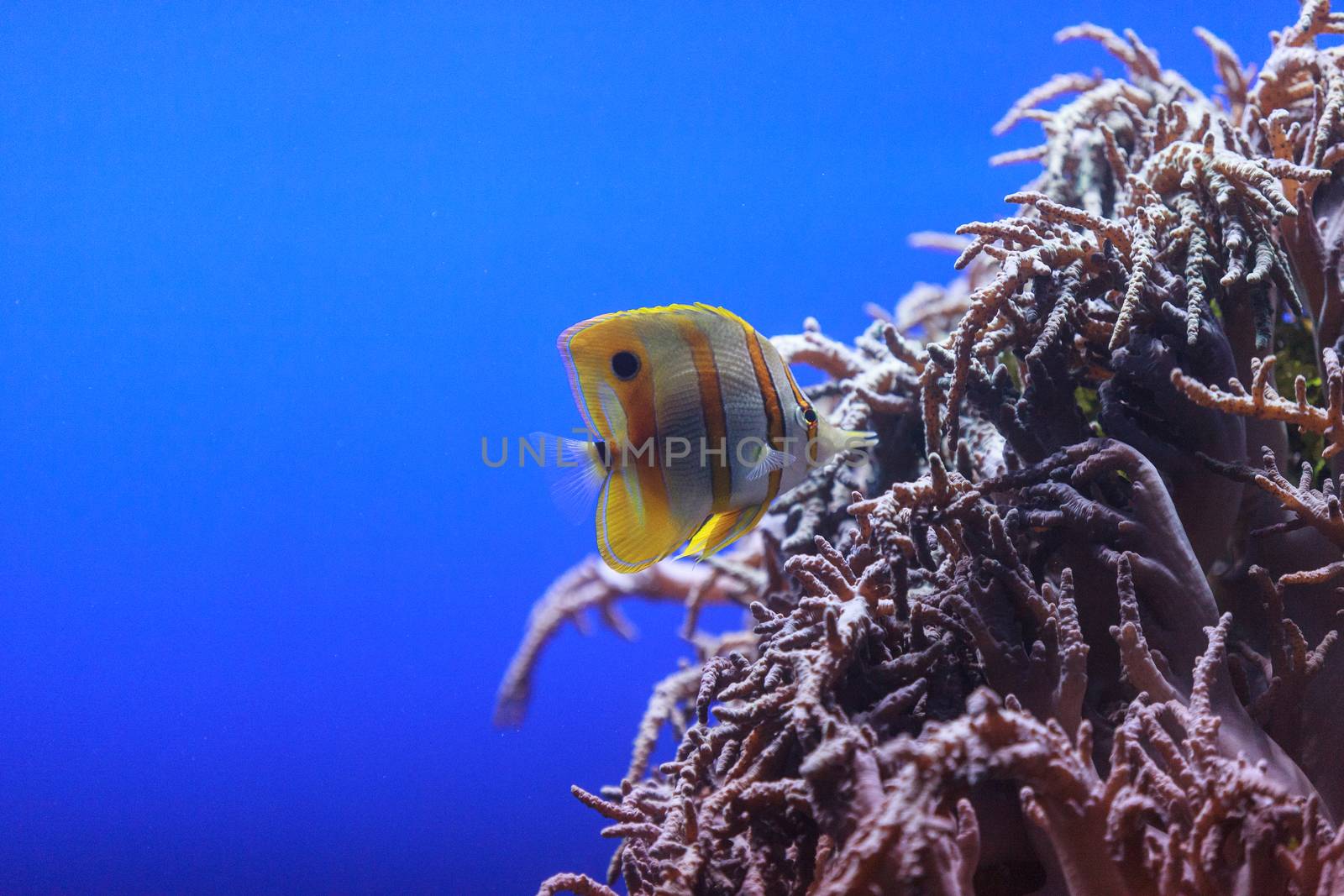 Copper-banded butterflyfish by steffstarr