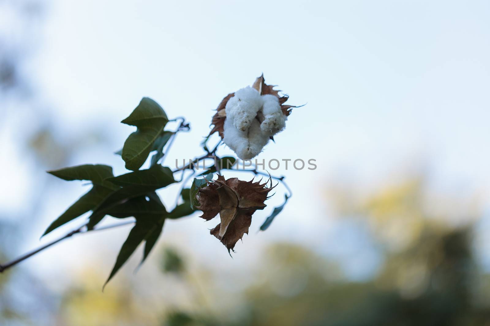 Tree cotton, Gossypium barbadense by steffstarr