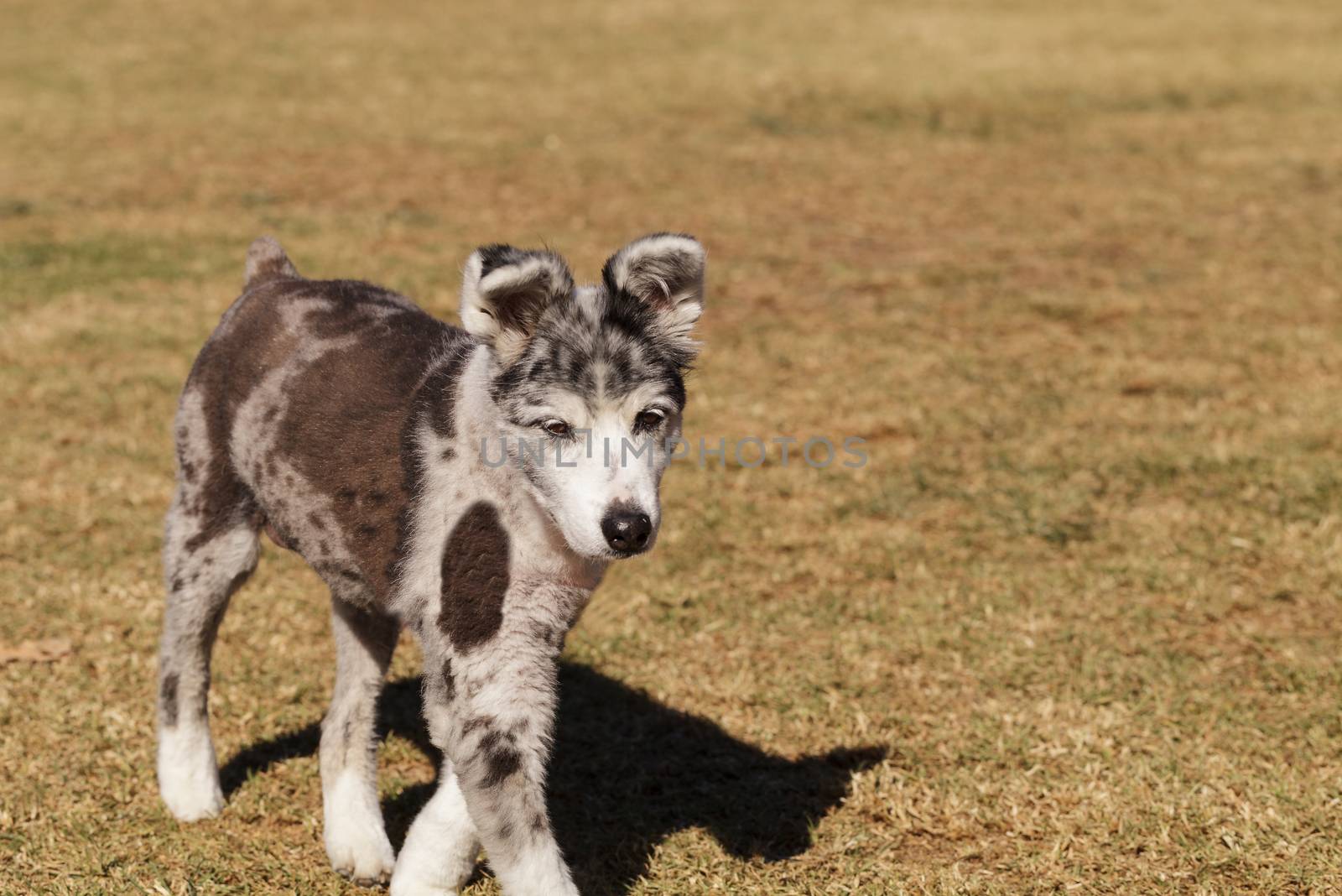 Australian shepherd puppy mix walking at a dog park
