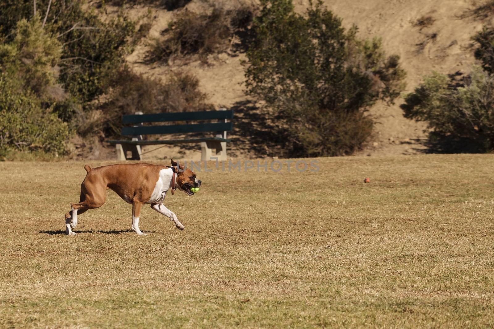 Boxer mix dog by steffstarr