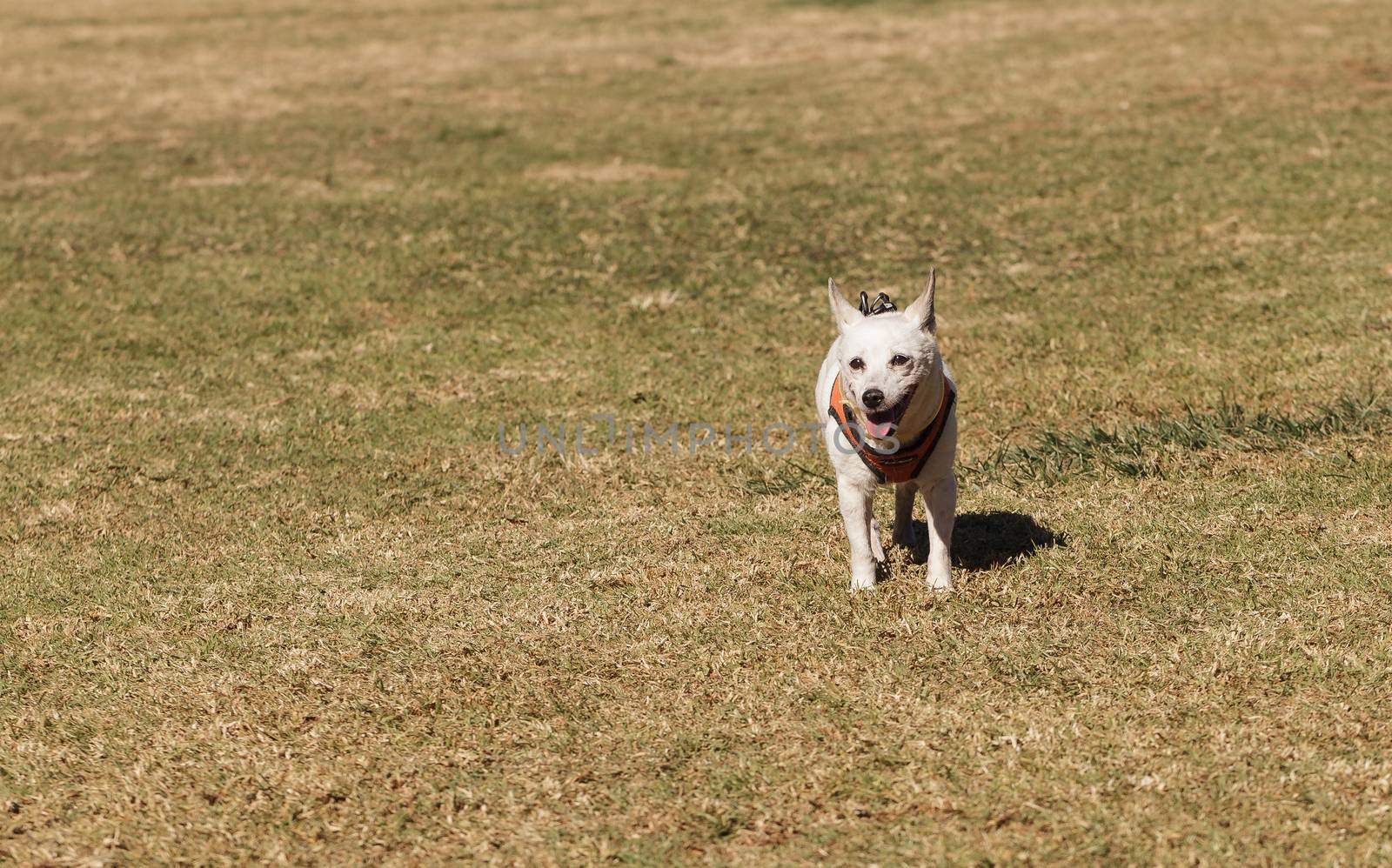 Elderly Jack Russell dog walking at a dog park in summer