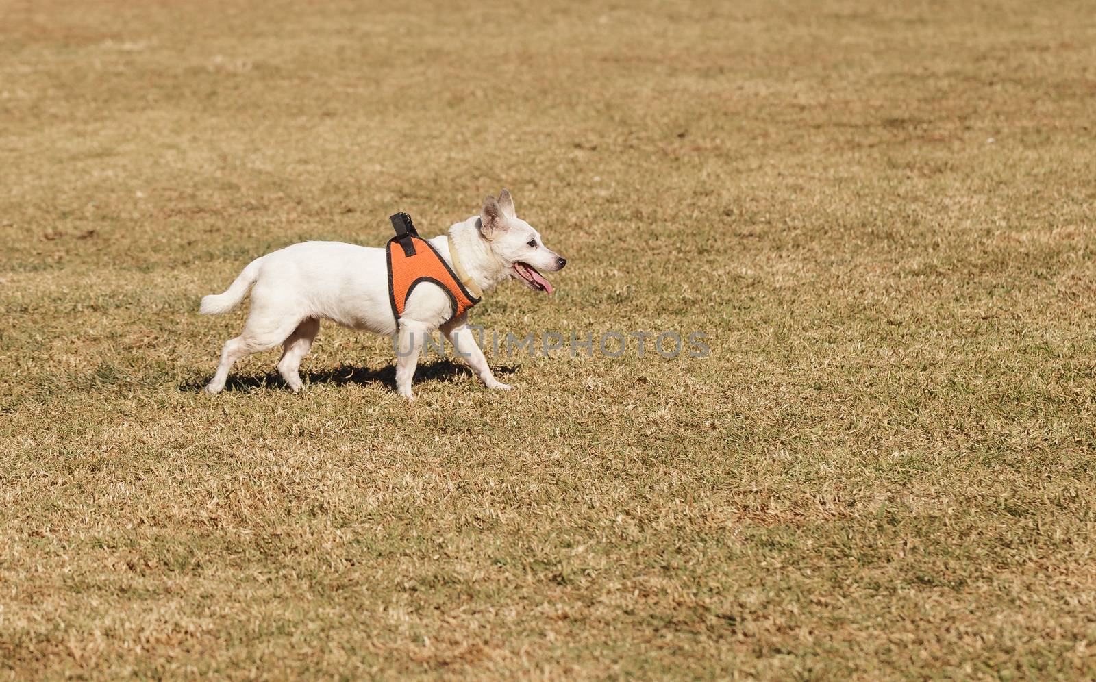 Elderly Jack Russell dog walking at a dog park in summer