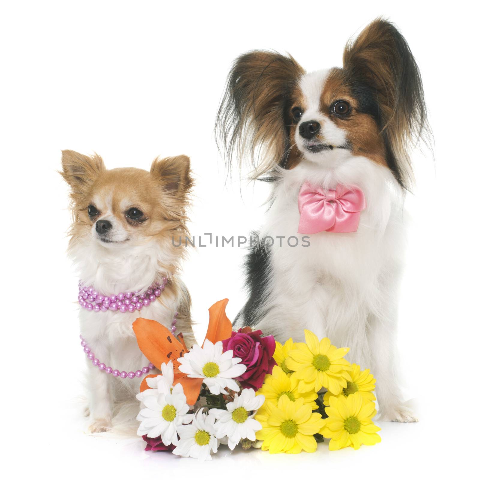 papillon dog and chihuahua by cynoclub