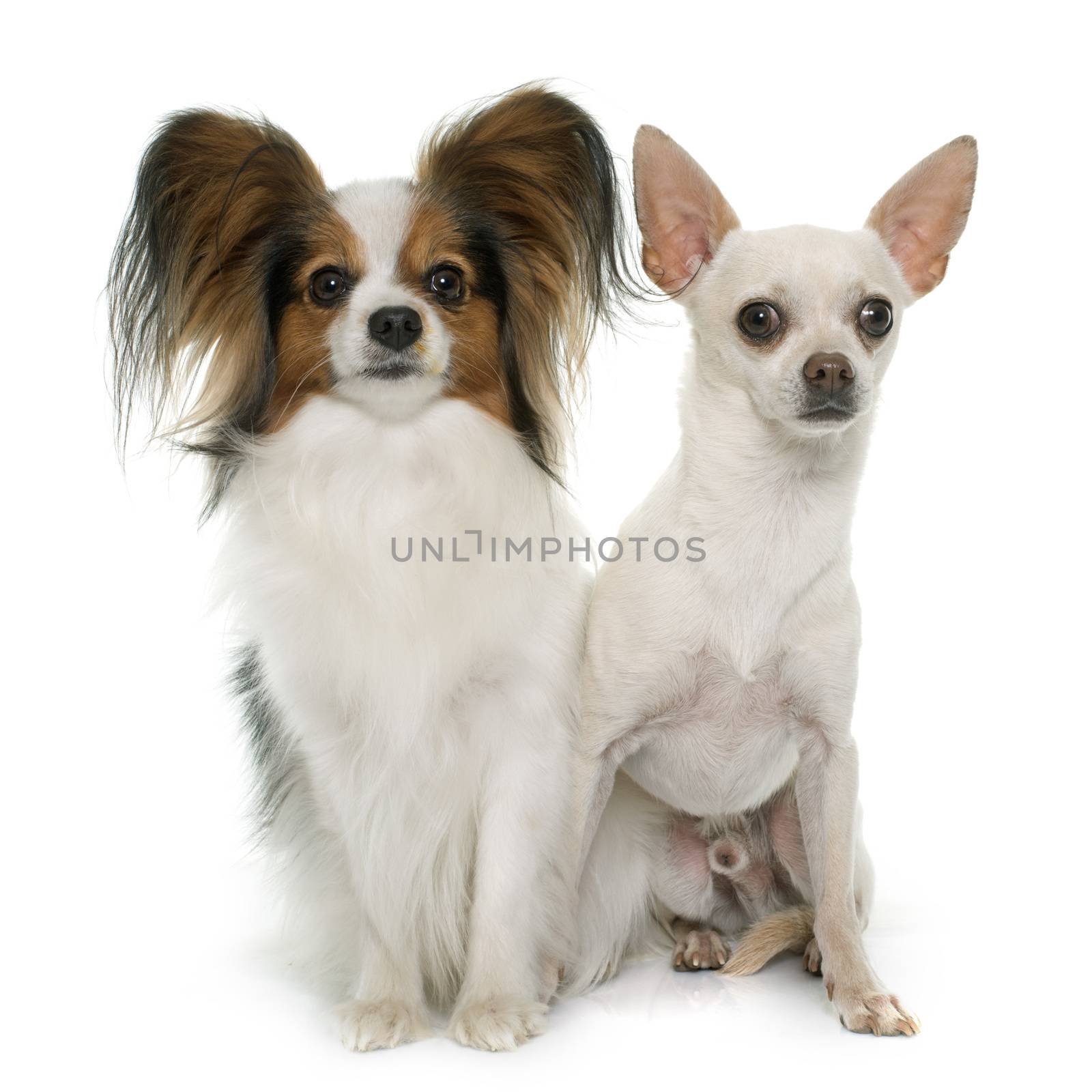 papillon dog and chihuahua in front of white background
