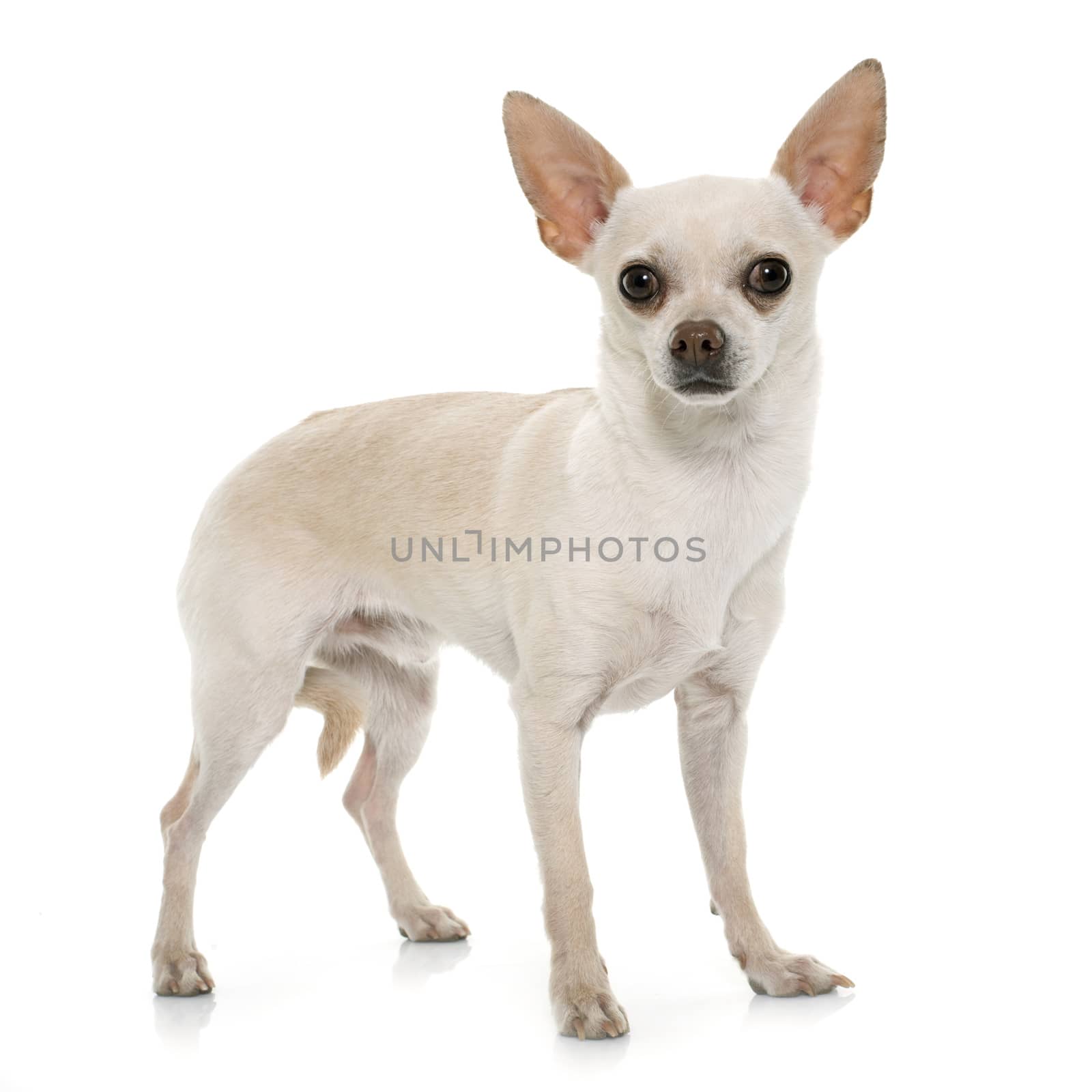 short hair chihuahua in front of white background