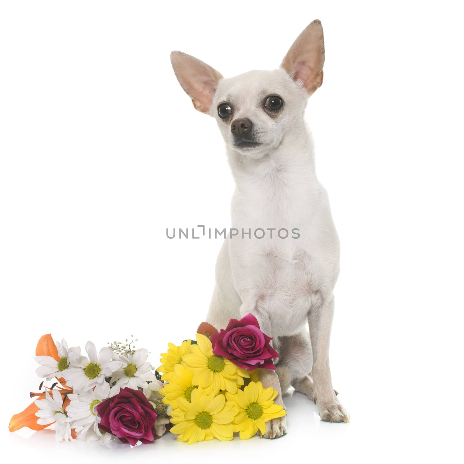 short hair chihuahua in front of white background