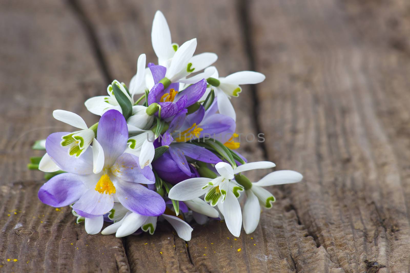Bunch of crocus and snowdrops on the wooden table. by miradrozdowski