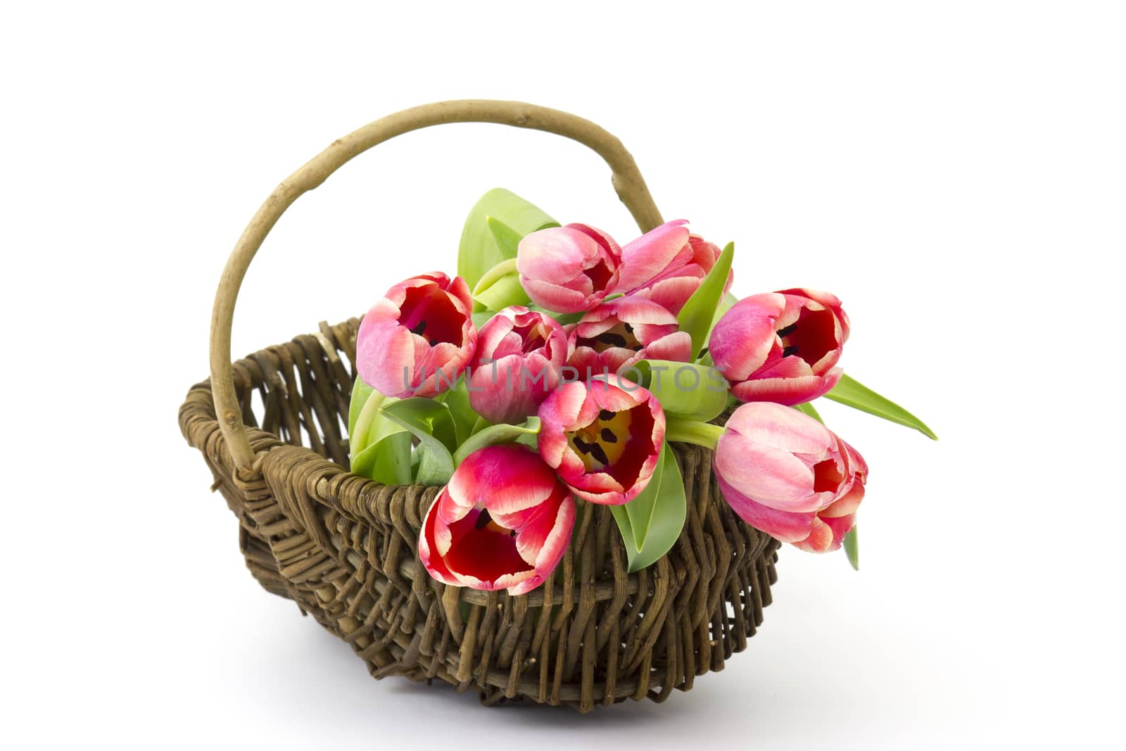 red tulips in a basket