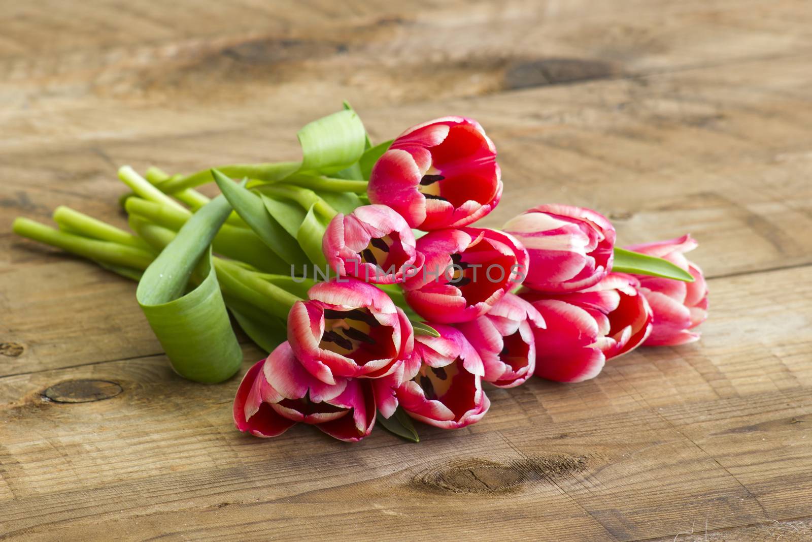 red tulips on wooden background