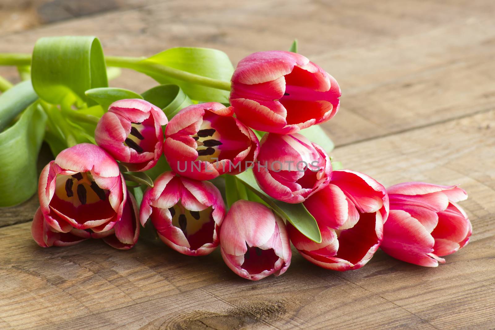 red tulips on wooden background by miradrozdowski