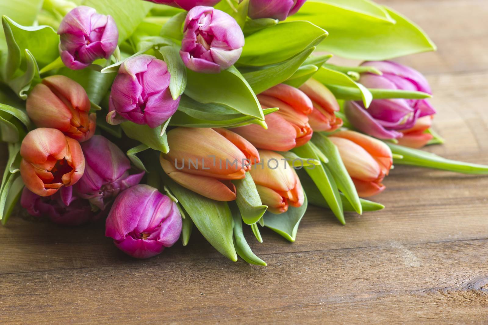 colourful tulips on wooden background by miradrozdowski