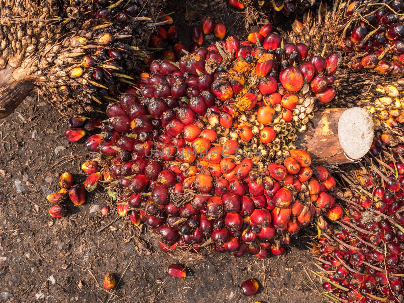 Palm Oil Fruits on the floor at Thailand.