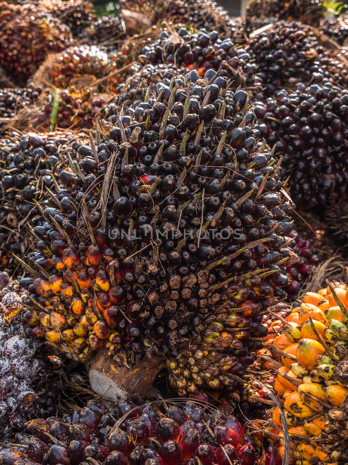 Palm Oil Fruits on the floor at Thailand.