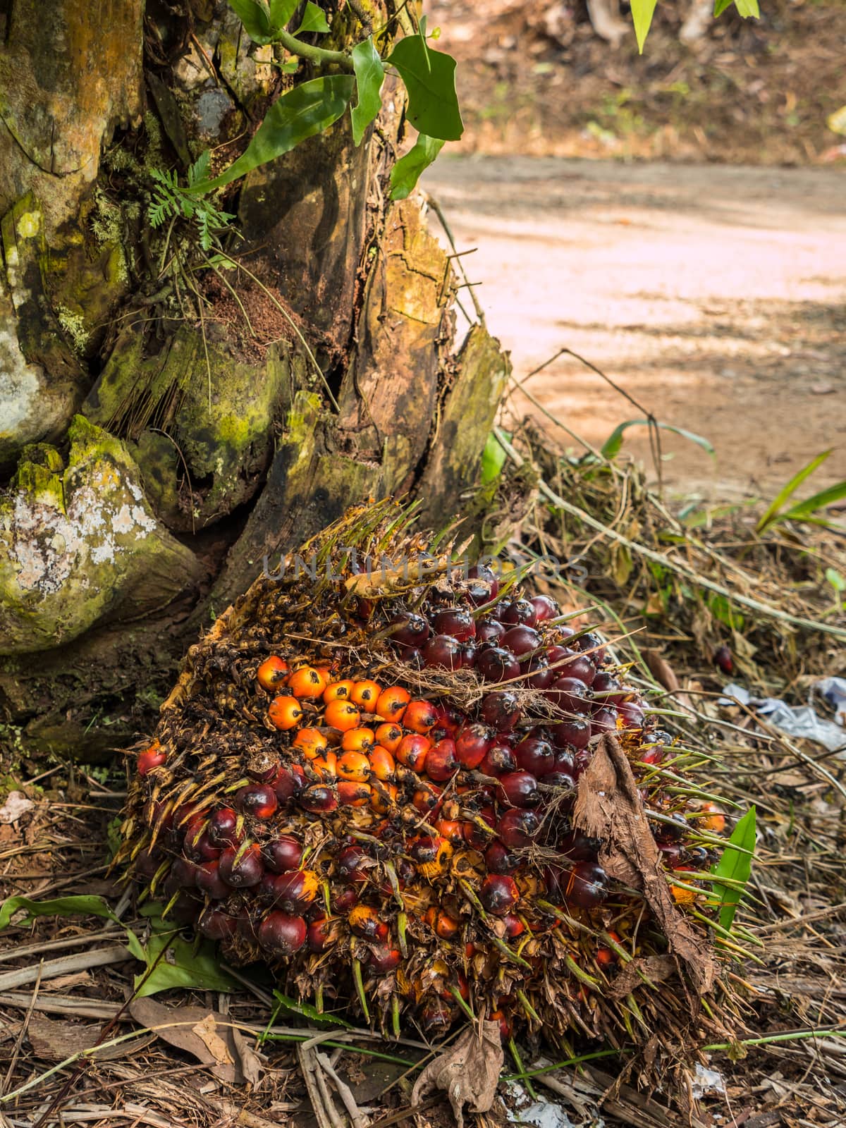 Close up of Palm Oil fruits. by lavoview