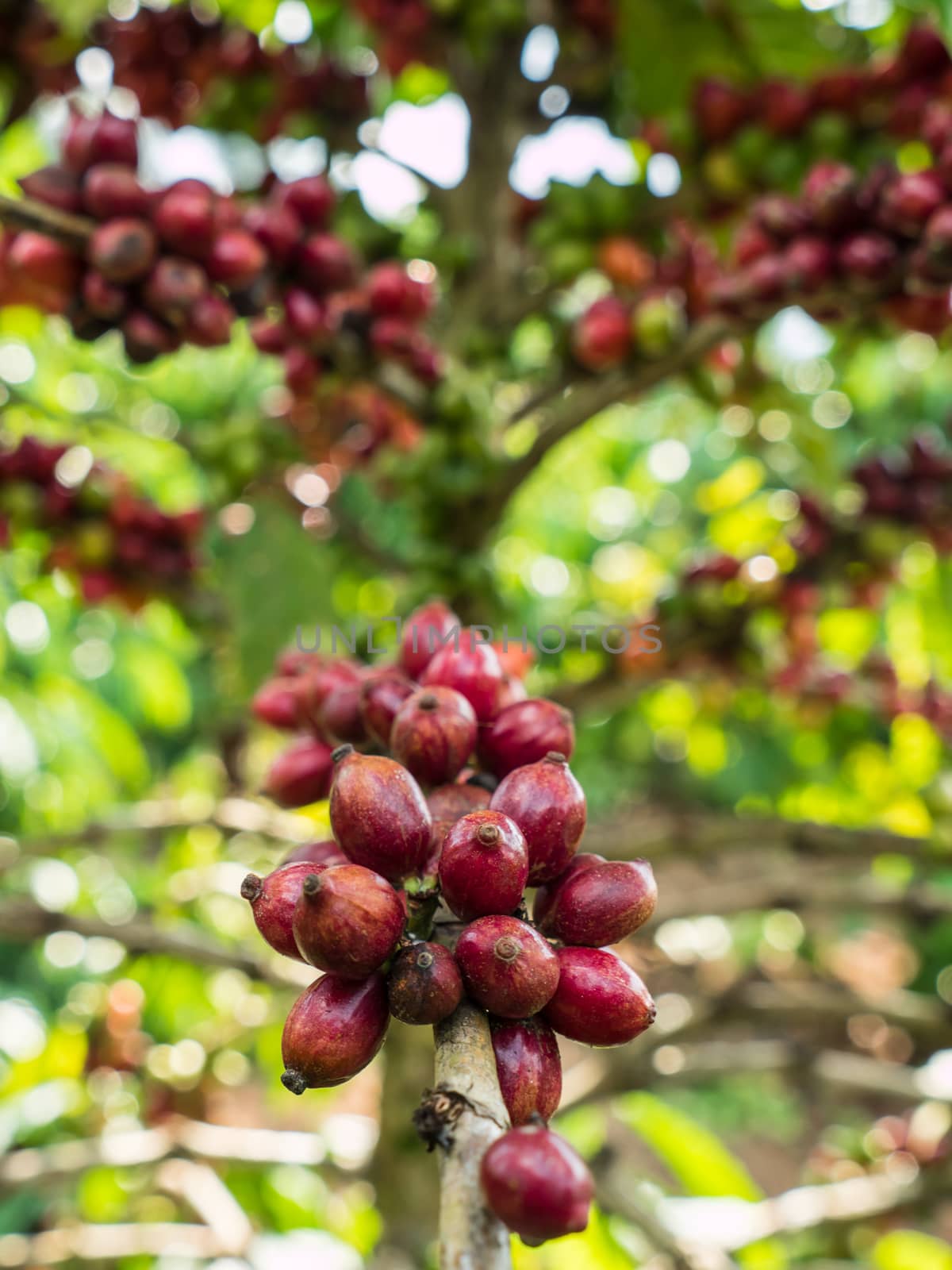 pure red bunch of coffee seeds in a plantation. by lavoview